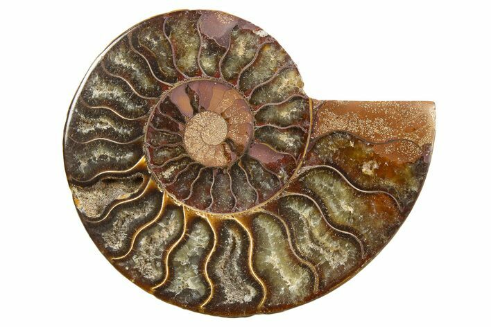 Cut & Polished Ammonite Fossil (Half) - Madagascar #318087